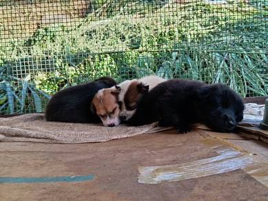 Local Puppies