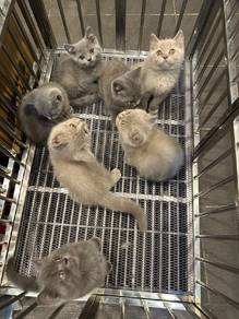 British shorthair kittens 