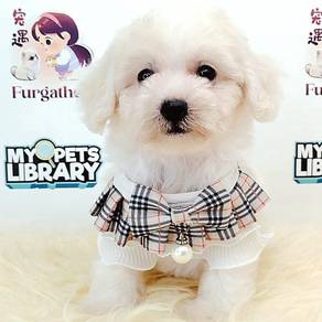 Maltipoo