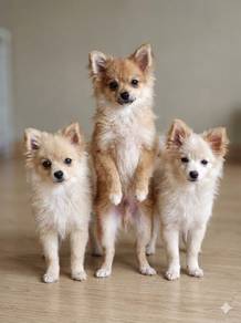 Pure Home Bred Pomeranian Puppies