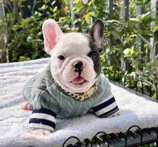 FRENCH BULLDOG PUPPIES 🌻A199 Cow Pattern New
