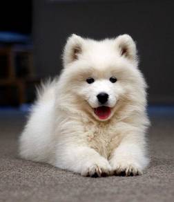 G8377 Heart-stealer Samoyed Gorgeous Litte Snow Pu