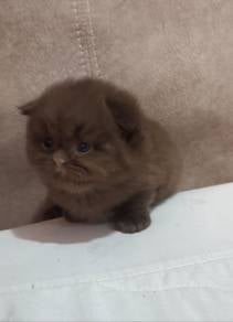 SCF kitten