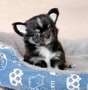 CHIHUAHUA PUPPIES VIP33🌷Head Apple Cute Dog