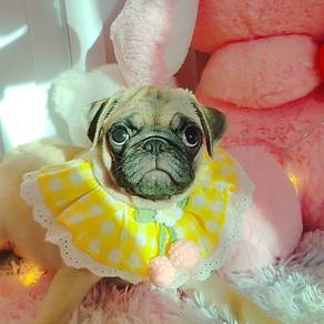 Pug