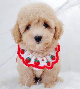 Tiny Toy Poodle