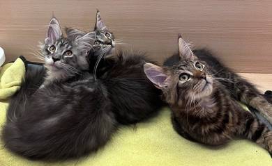 Mainecoon kittens for Sale