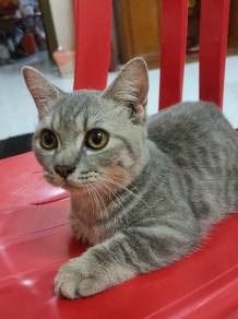 BSH X Munchkin