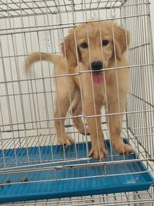 Golden Retriever Puppy 大骨架黄金猎犬