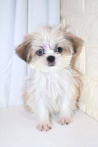 J0174 Shih Tzu Round Face Teddy Face Puppy