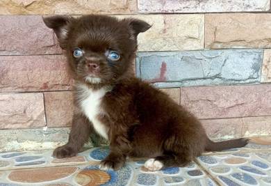 CHIHUAHUA PUPPIES 305 🌷Head Apple Cute Dog