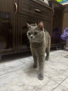 British Shorthair 
