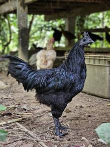 Ayam cemani/ ayam hitam (sepasang)