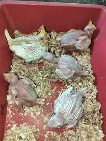 cockatiel