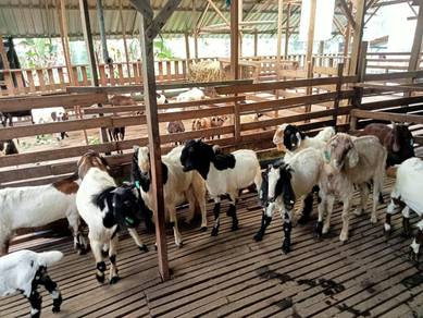 Kambing