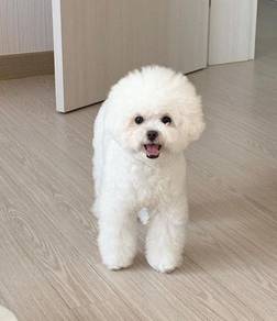 G1717 Baby-faced Poochon beautiful sweet temperame