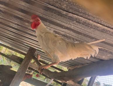 Ayam Jantan Putih