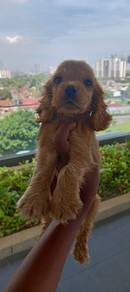 Cocker Spaniel 