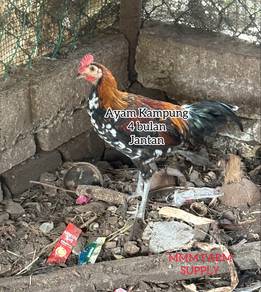 Ayam Kampung