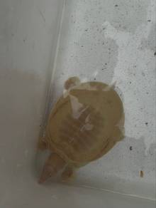 kura kura albino tortoise