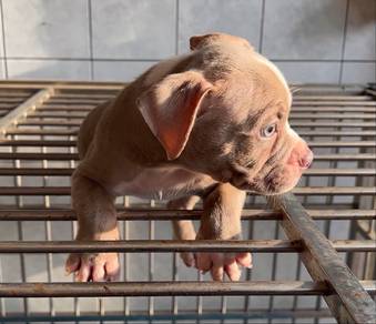 American Bully