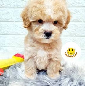 G6288 CUTE puppies TINY Poodle champagne haired
