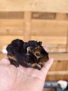 guineapig yg comel