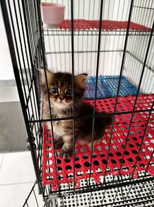 persian mix bsh kitten
