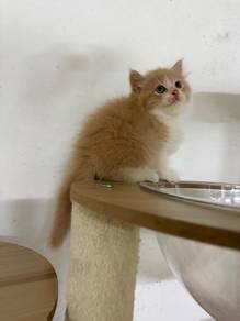 Oyen Untuk Rehome