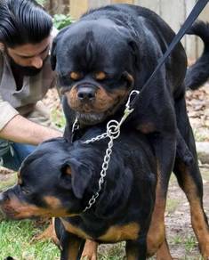 rottweiler 2t