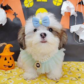 Shih Tzu