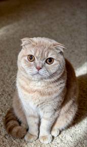scottish fold