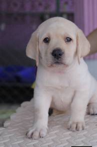 Labrador retriever MKA pedigree 