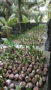 Benih kelapa seratus / SGG TULEN