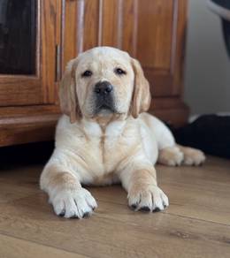 Labrador retriever p