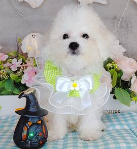 Bichon Frise