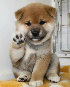 Floofy Shiba Shiba Inu Meme Doge Puppy