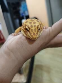 gecko