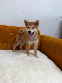 Shiba