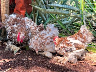 ayam mille fleur Pekin ,mix color Pekin chicken