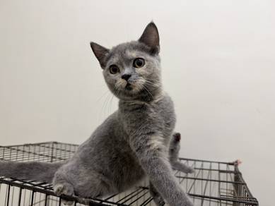 BSH For Rehome