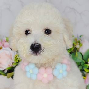 Poodle