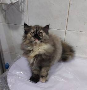 females 2bulan rehome
