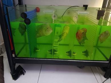 clear akuarium IKAN LOUHAN – NAK PINDAH RUMAH 