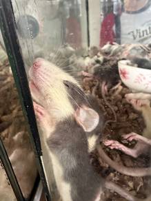 Dumbo female rat