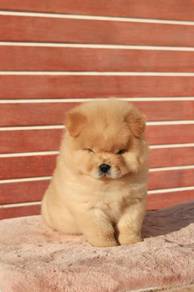 Chow Chow