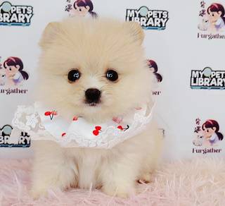 Pomeranian