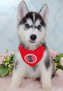 Wooly Husky