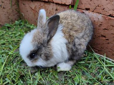 Ordinary rabbit baby 