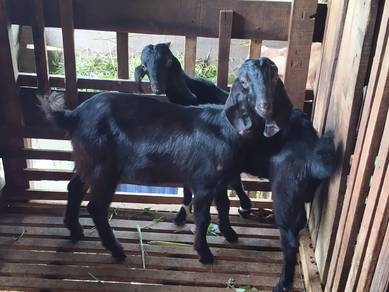 Kambing Jantan Kampung